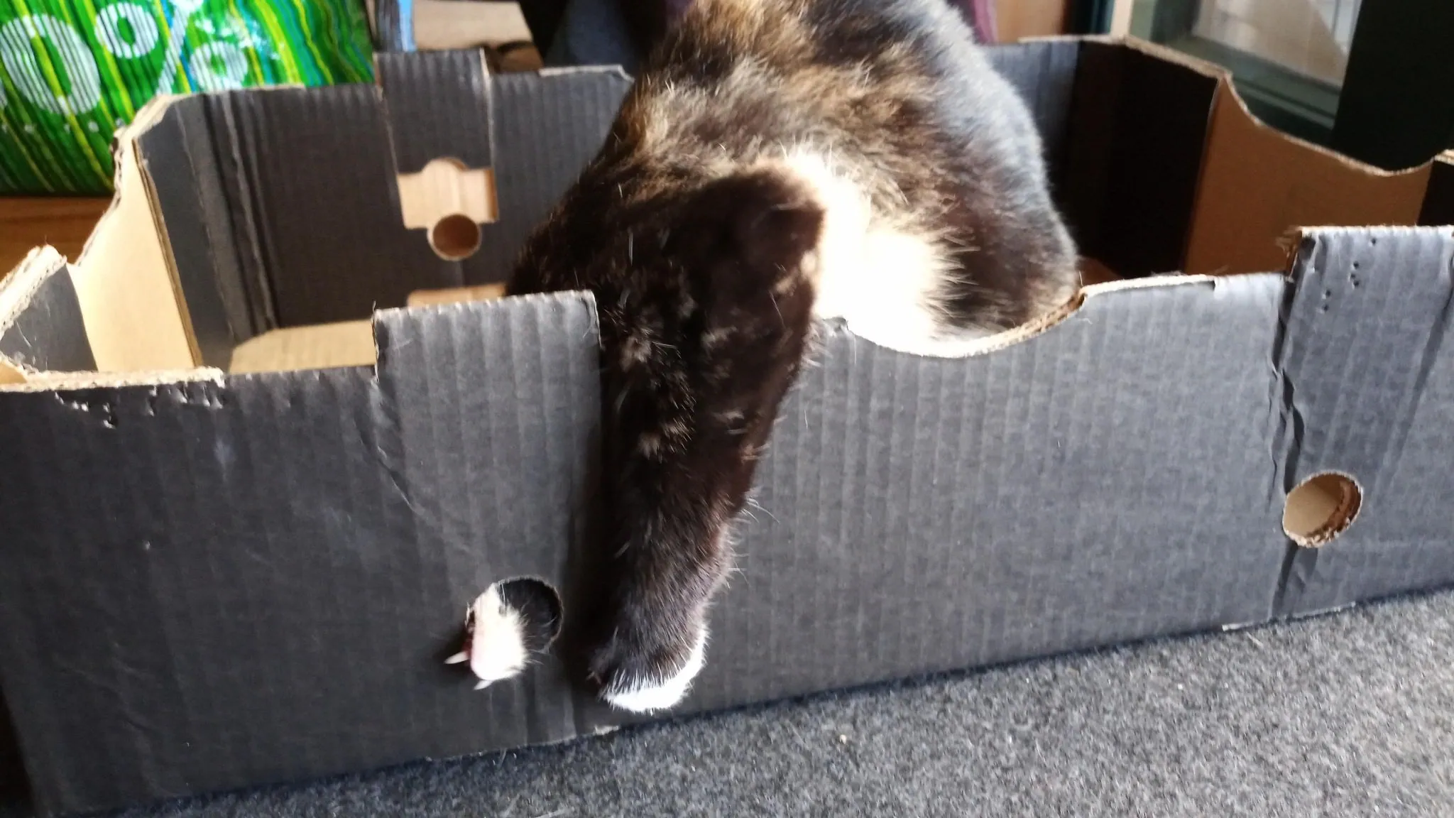 A30.2 cats love boxes (9)